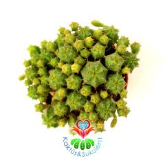 Euphorbia Mitriformis Dwarf Type-Cüce Tip Bir Saksıda çoklu Kaktüs -5,5 cm Saksıda-Teraryum
