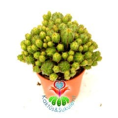 Euphorbia Mitriformis Dwarf Type-Cüce Tip Bir Saksıda çoklu Kaktüs -5,5 cm Saksıda-Teraryum