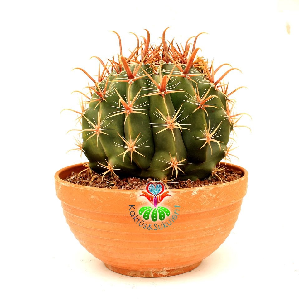 Ferocactus Longispinus-Mükemmel Formlu Fuşya Renk Dikenli DEV BOY Mor Renk Çiçek Açan 20 cm Saksıda Kaktüs