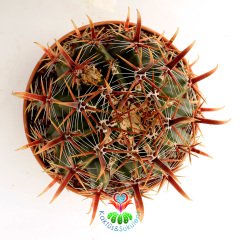 Ferocactus Longispinus-Mükemmel Formlu Fuşya Renk Dikenli DEV BOY Mor Renk Çiçek Açan 20 cm Saksıda Kaktüs