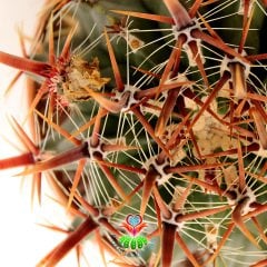 Ferocactus Longispinus-Mükemmel Formlu Fuşya Renk Dikenli DEV BOY Mor Renk Çiçek Açan 20 cm Saksıda Kaktüs