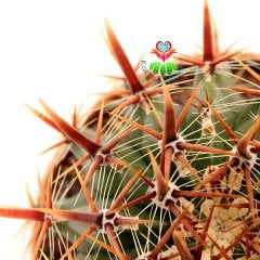 Ferocactus Longispinus-Mükemmel Formlu Fuşya Renk Dikenli DEV BOY Mor Renk Çiçek Açan 20 cm Saksıda Kaktüs