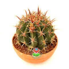 Ferocactus Longispinus-Mükemmel Formlu Fuşya Renk Dikenli DEV BOY Mor Renk Çiçek Açan 20 cm Saksıda Kaktüs