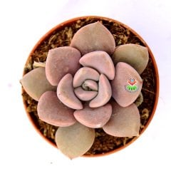 Graptoveria 'Debbi' -Doğal Pembe-Mor Renk Yapraklı 5,5 cm Saksıda