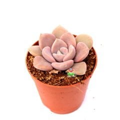 Graptoveria 'Debbi' -Doğal Pembe-Mor Renk Yapraklı 5,5 cm Saksıda