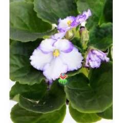 Menekşe Çiçeği, Viola Flowers - 5 Renk Seçeneği- 10,5 cm Saksıda-Saint paula inova spectra Fuşya