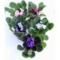 Menekşe Çiçeği, Viola Flowers - 5 Renk Seçeneği- 10,5 cm Saksıda-Saint paula inova spectra Fuşya