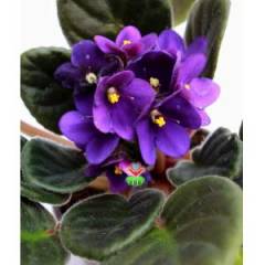 Menekşe Çiçeği, Viola Flowers - 5 Renk Seçeneği- 10,5 cm Saksıda-Saint paula inova spectra Fuşya