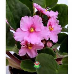 Menekşe Çiçeği, Viola Flowers - 5 Renk Seçeneği- 10,5 cm Saksıda-Saint paula inova spectra Fuşya