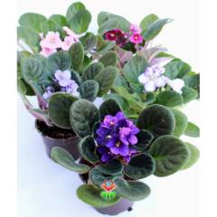 Menekşe Çiçeği, Viola Flowers - 5 Renk Seçeneği- 10,5 cm Saksıda-Saint paula inova spectra Fuşya