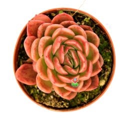 Echeveria Agavoides 'Floriana'-Doğal Pembe Renk Sert Yapraklı 8,5 cm Saksıda