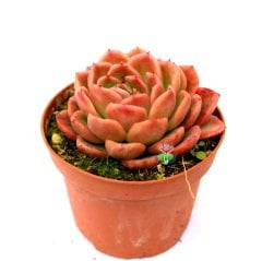 Echeveria Agavoides 'Floriana'-Doğal Pembe Renk Sert Yapraklı 8,5 cm Saksıda