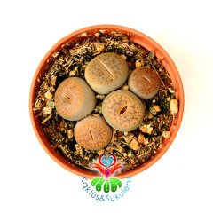 Lithops Mix.-5,5 cm Saksıda En az 3 Adet Karışık Lithopslar Yaşayan Taş Kaktüsler-Altıntaş-Sarı Renk Çiçek Açar-Kahverengi Tonlarında