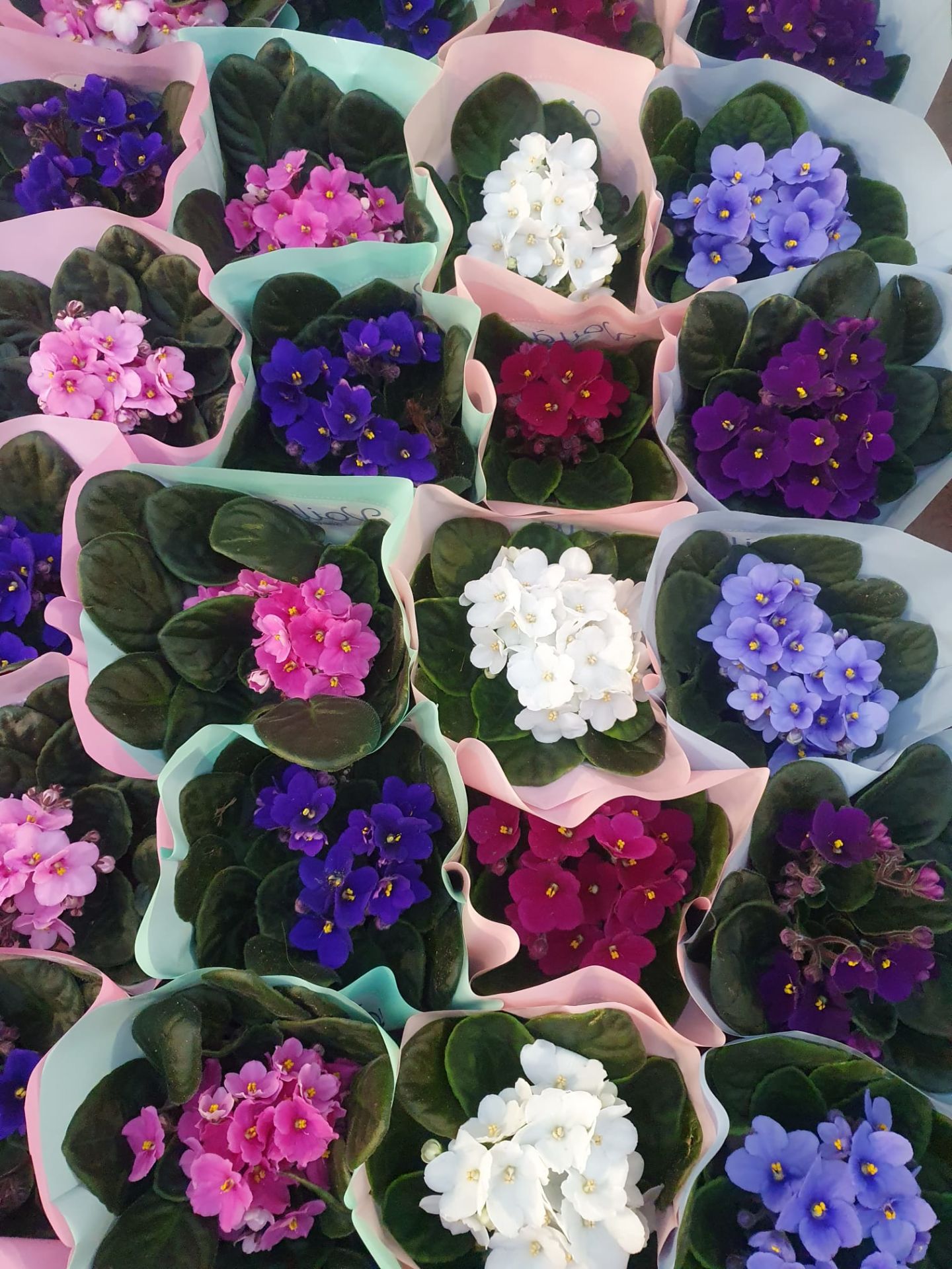 Menekşe Çiçeği, Viola Flowers - 5 Renk Seçeneği- 10,5 cm Saksıda-Saint paula inova spectra Fuşya