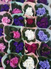 Menekşe Çiçeği, Viola Flowers - 5 Renk Seçeneği- 10,5 cm Saksıda-Saint paula inova spectra Fuşya