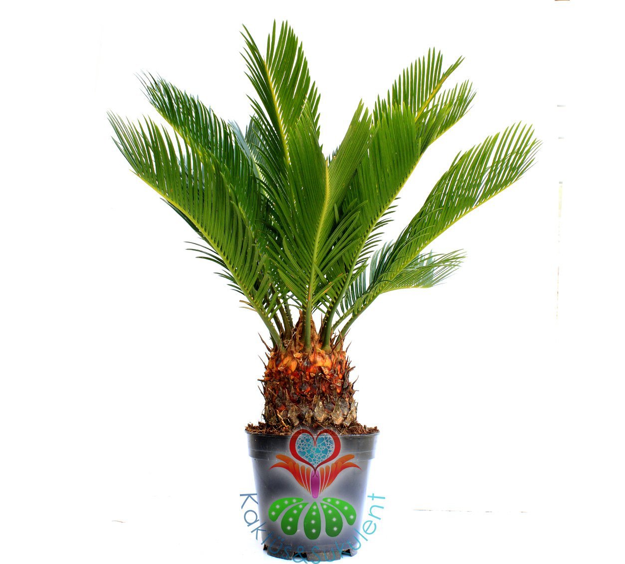 Gerçek Hava Temizleyeci, Cycas Revoluta, Sagu Palmiyesi -12 cm saksıda- Ofis Ev Hava Temizleyici