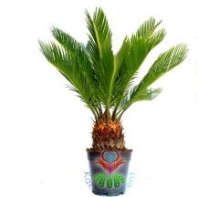 Gerçek Hava Temizleyeci, Cycas Revoluta, Sagu Palmiyesi -12 cm saksıda- Ofis Ev Hava Temizleyici