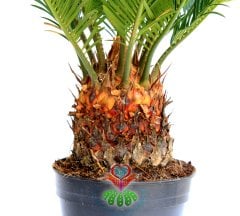 Gerçek Hava Temizleyeci, Cycas Revoluta, Sagu Palmiyesi -12 cm saksıda- Ofis Ev Hava Temizleyici