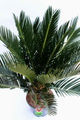 Gerçek Hava Temizleyeci, Cycas Revoluta, Sagu Palmiyesi -12 cm saksıda- Ofis Ev Hava Temizleyici