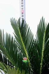Gerçek Hava Temizleyeci, Cycas Revoluta, Sagu Palmiyesi -12 cm saksıda- Ofis Ev Hava Temizleyici