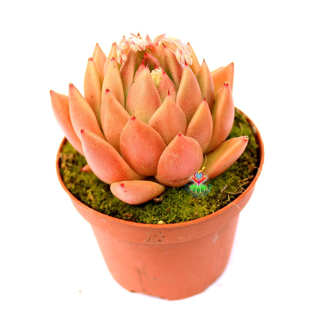 Echeveria 'Water Lily' Doğal Turuncu Renk Sert Yapraklı 8,5 cm Saksıda