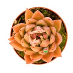 Echeveria 'Water Lily' Doğal Turuncu Renk Sert Yapraklı 8,5 cm Saksıda