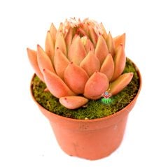 Echeveria 'Water Lily' Doğal Turuncu Renk Sert Yapraklı 8,5 cm Saksıda