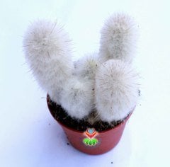 Kaktüs, Espostoa Lanata-Yaşlı Adam Kaktüsü-1 Saksıda 3+ Adet - 8,5 cm saksıda-Teraryum, Sukulent