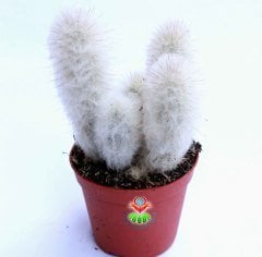 Kaktüs, Espostoa Lanata-Yaşlı Adam Kaktüsü-1 Saksıda 3+ Adet - 8,5 cm saksıda-Teraryum, Sukulent