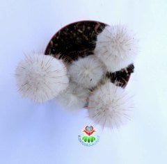 Kaktüs, Espostoa Lanata-Yaşlı Adam Kaktüsü-1 Saksıda 3+ Adet - 8,5 cm saksıda-Teraryum, Sukulent