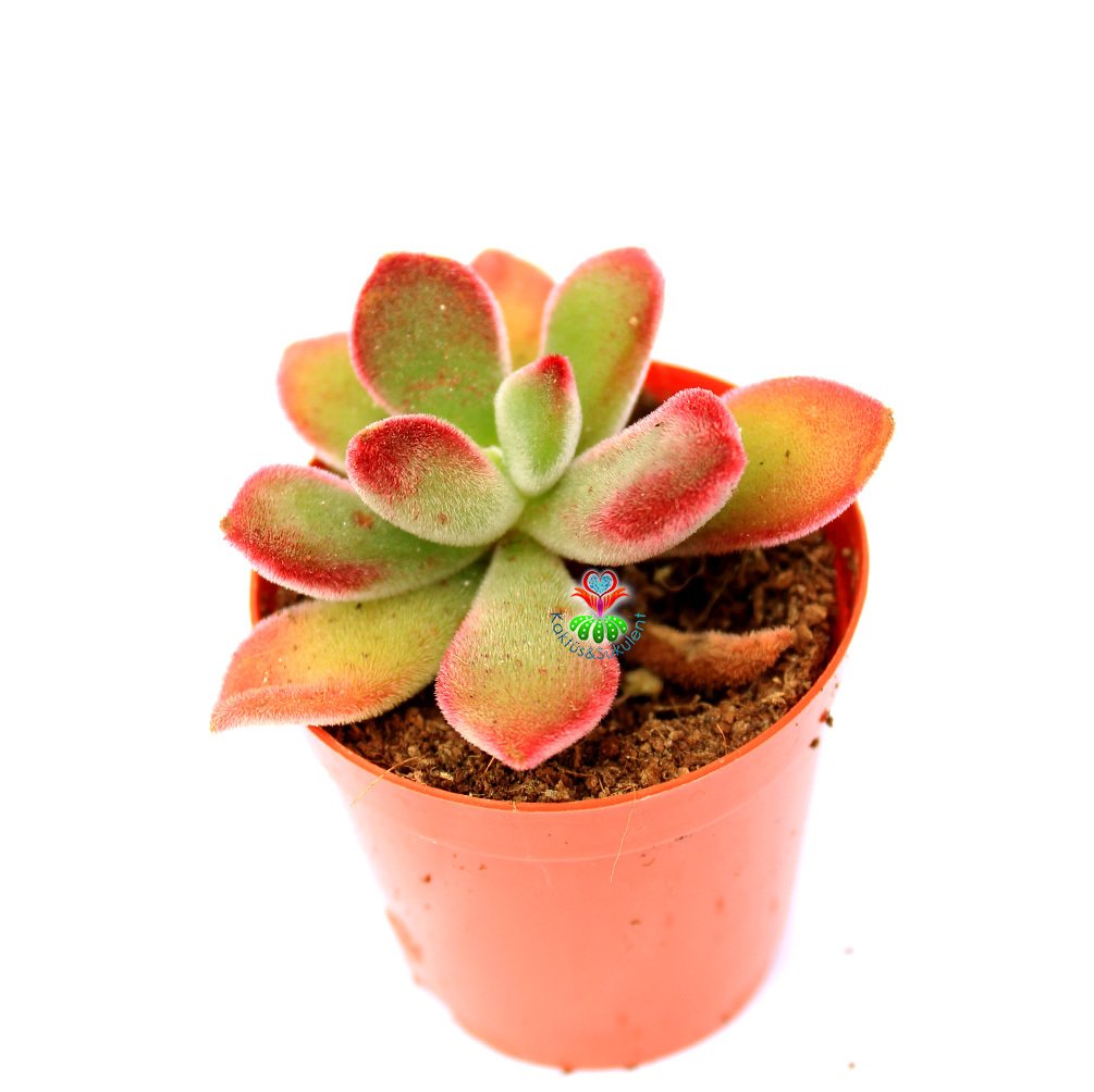 Echeveria Pulvinata 'Ruby Blush' -Kırmızı Yapraklı Sukulent 5,5 cm Saksıda