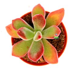 Echeveria Pulvinata 'Ruby Blush' -Kırmızı Yapraklı Sukulent 5,5 cm Saksıda