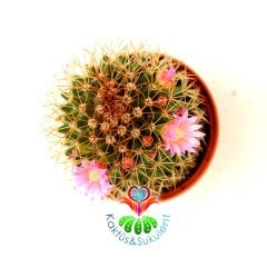 Mammillaria Polythele-Kahverengi Dikenli Çiçekli 5,5 cm Saksı Dolusu 1. Sınıf İthal Kaktüs