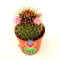 Mammillaria Polythele-Kahverengi Dikenli Çiçekli 5,5 cm Saksı Dolusu 1. Sınıf İthal Kaktüs