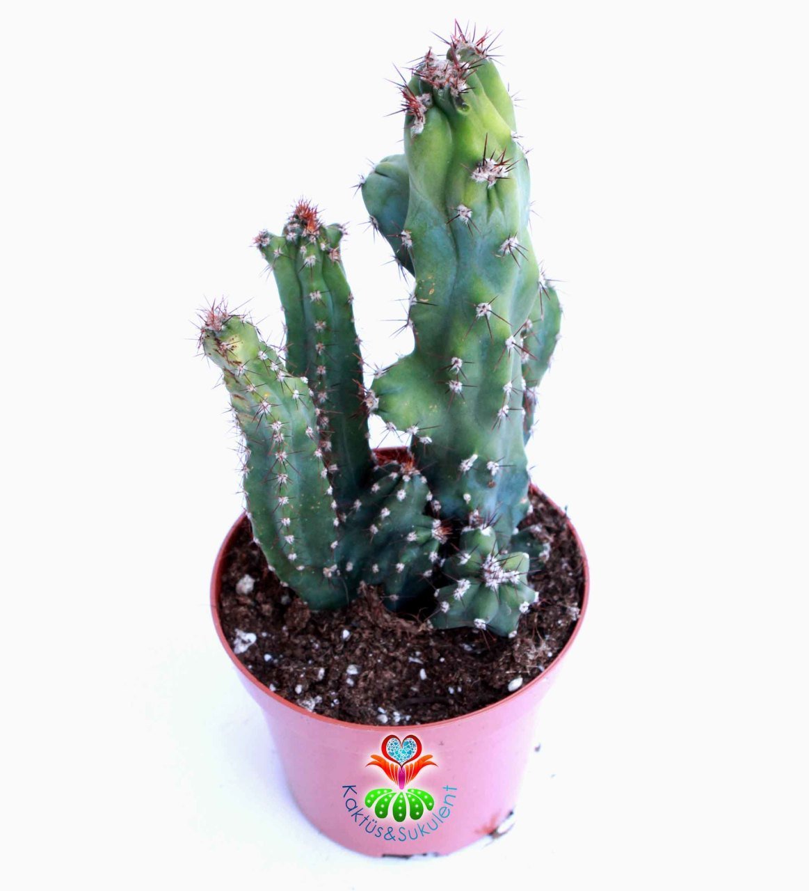 Kaktüs, Cereus Peruvianus Monstrose-8,5 cm saksıda-Teraryum,Mini Bahçe,Kaktus