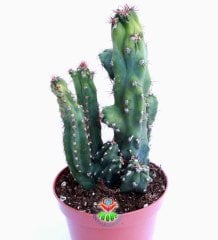 Kaktüs, Cereus Peruvianus Monstrose-8,5 cm saksıda-Teraryum,Mini Bahçe,Kaktus