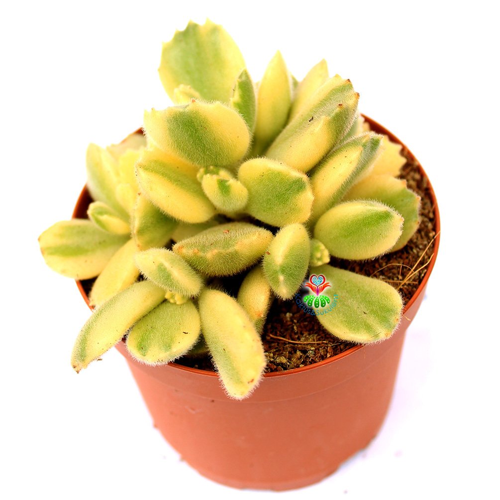 Cotyledon Tomentosa f. Variegata-Pençe Formlu Yapraklı Sarı Yeşil Renk -8,5 cm Saksıda