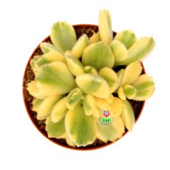 Cotyledon Tomentosa f. Variegata-Pençe Formlu Yapraklı Sarı Yeşil Renk -8,5 cm Saksıda