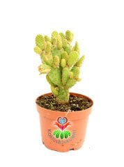 Tavşan Kaktüs, Opuntia Microdasys Rufida-Bronz Kahverengi Nokta Dikenli 5,5 cm Saksıda Kaktüs