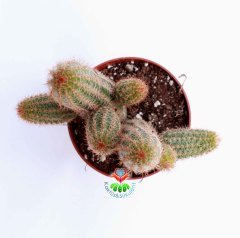 Kaktüs, Lobivia Species-Muhteşem Fuşya Renk Çiçek Açar-8,5 cm Saksıda-Teraryum,Sukulent