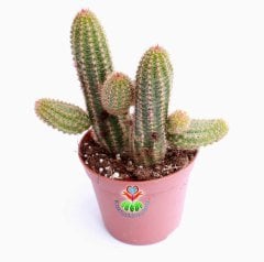 Kaktüs, Lobivia Species-Muhteşem Fuşya Renk Çiçek Açar-8,5 cm Saksıda-Teraryum,Sukulent