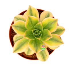 Aeonium Decorum Tricolor-Muhteşem Canlı Renkli Yapraklı-8,5 cm Saksıda