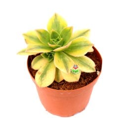 Aeonium Decorum Tricolor-Muhteşem Canlı Renkli Yapraklı-8,5 cm Saksıda