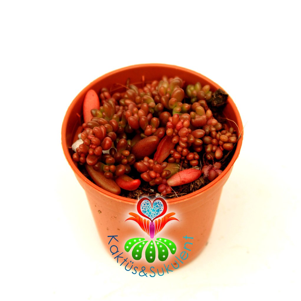 Sedum Album 'Faro Form'-Doğal Koyu Kırmızı-Bordo Renk Minik Yapraklı 5,5 cm Saksıda İthal 1. Sınıf Sukulent