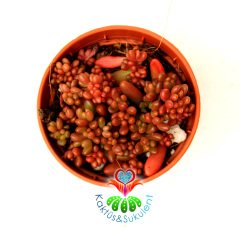 Sedum Album 'Faro Form'-Doğal Koyu Kırmızı-Bordo Renk Minik Yapraklı 5,5 cm Saksıda İthal 1. Sınıf Sukulent