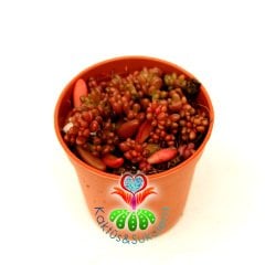 Sedum Album 'Faro Form'-Doğal Koyu Kırmızı-Bordo Renk Minik Yapraklı 5,5 cm Saksıda İthal 1. Sınıf Sukulent