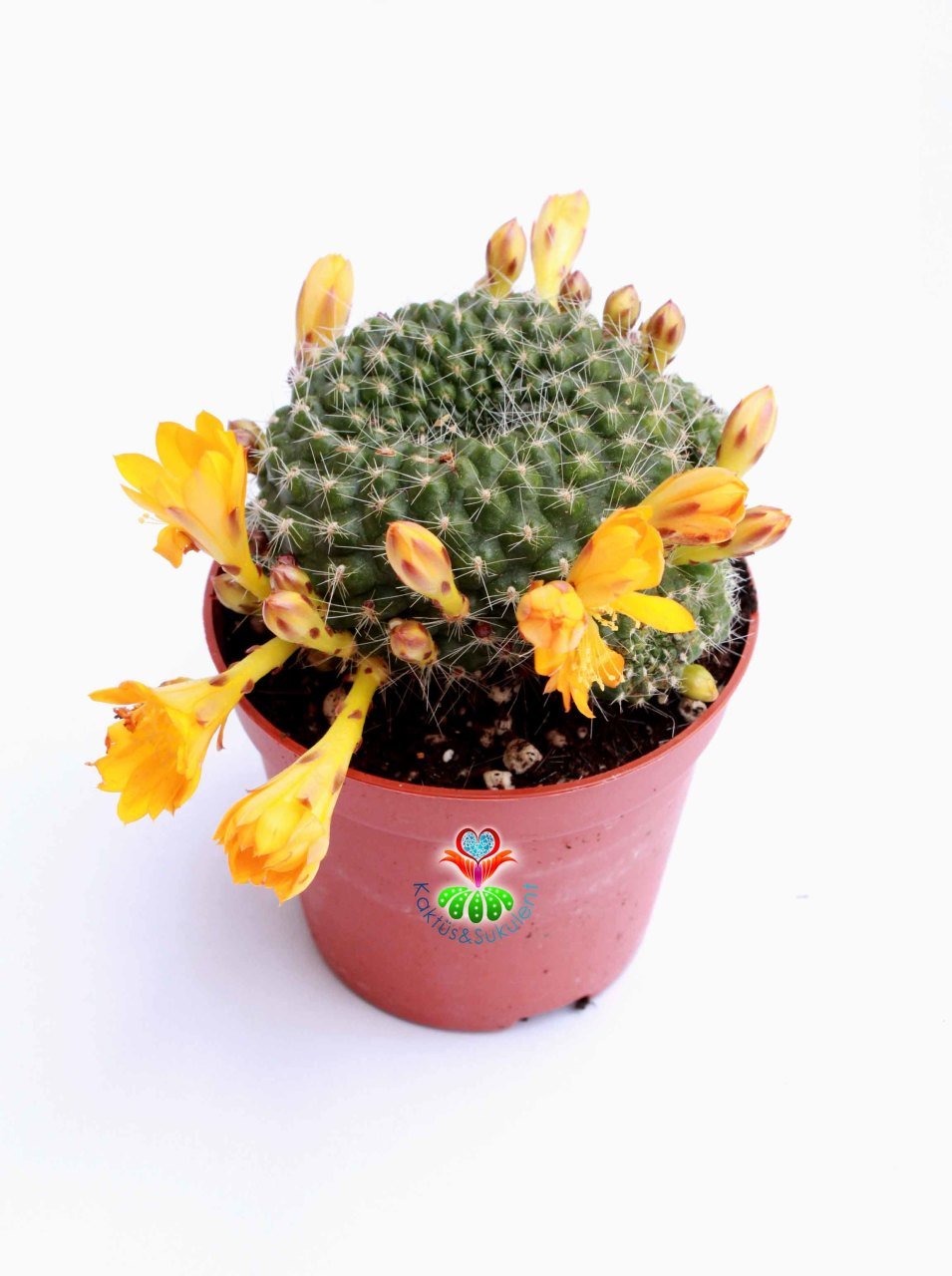 Kaktüs,Rebutia Marsone-Sarı Renk Çiçekli -İnce Dikenli 8,5 cm saksıda-Çiçeği Üzerinde Bol Çiçek açar