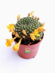 Kaktüs,Rebutia Marsone-Sarı Renk Çiçekli -İnce Dikenli 8,5 cm saksıda-Çiçeği Üzerinde Bol Çiçek açar