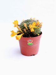 Kaktüs,Rebutia Marsone-Sarı Renk Çiçekli -İnce Dikenli 8,5 cm saksıda-Çiçeği Üzerinde Bol Çiçek açar