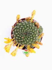 Kaktüs,Rebutia Marsone-Sarı Renk Çiçekli -İnce Dikenli 8,5 cm saksıda-Çiçeği Üzerinde Bol Çiçek açar